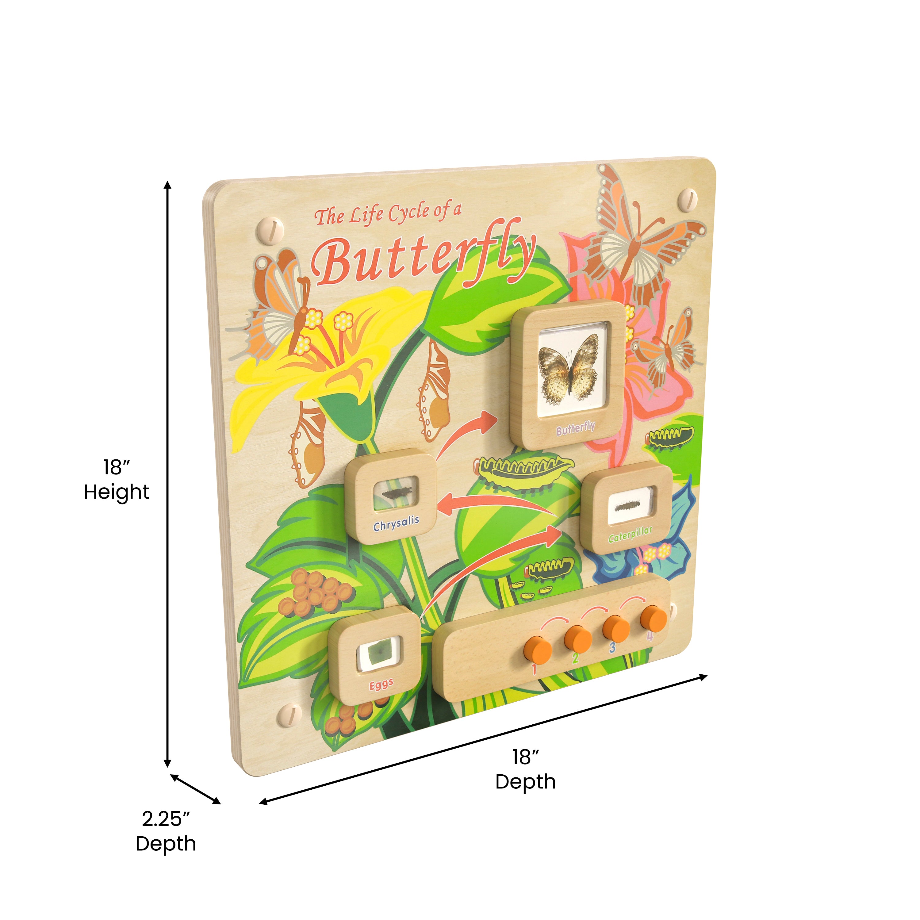 Bright Beginnings Commercial Grade Wooden Butterfly Life Cycle STEAM Wall Accessory Board-STEM Wall Accessories-Flash Furniture-Wall2Wall Furnishings