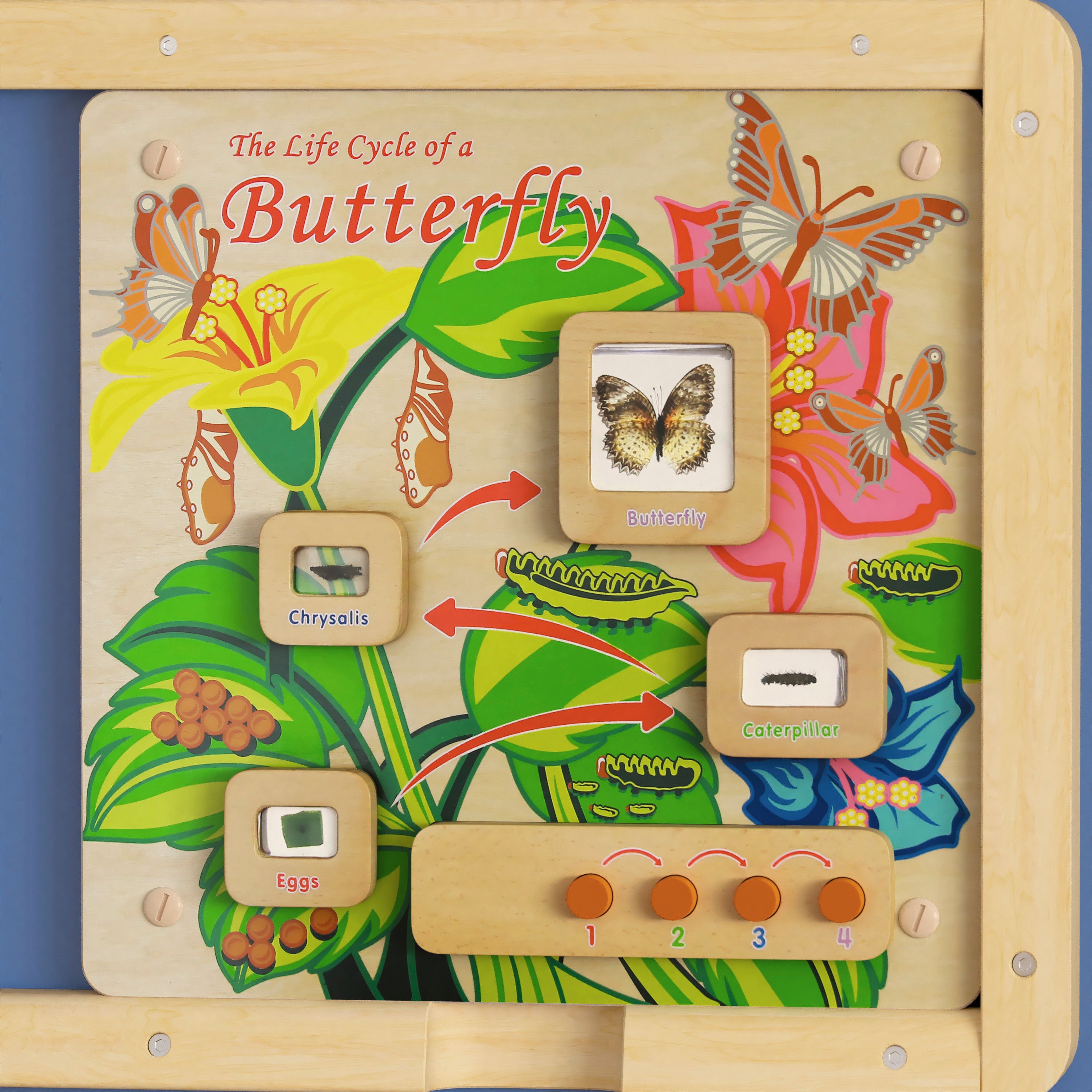 Bright Beginnings Commercial Grade Wooden Butterfly Life Cycle STEAM Wall Accessory Board-STEM Wall Accessories-Flash Furniture-Wall2Wall Furnishings